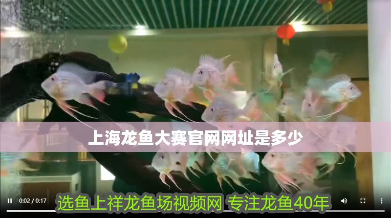 上海龍魚大賽官網網址是多少