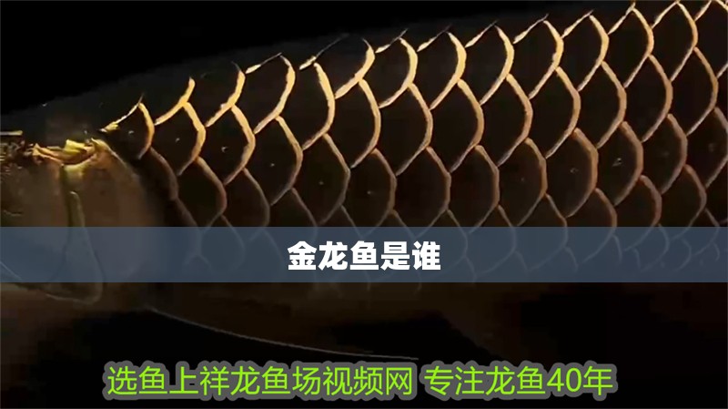 30公分的紅龍魚價格：30公分的紅龍魚價格因品相、基因等因素而異，如何辨別紅龍魚品相