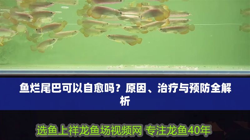 魚爛尾巴可以自愈嗎？原因、治療與預防全解析 魚爛尾巴可以自愈嗎？原因、治療與預防全解析 龍魚百科 第1張