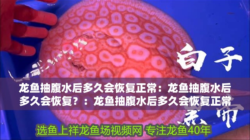 龍魚抽腹水后多久會恢復(fù)正常：龍魚抽腹水后多久會恢復(fù)？：龍魚抽腹水后多久會恢復(fù)正常