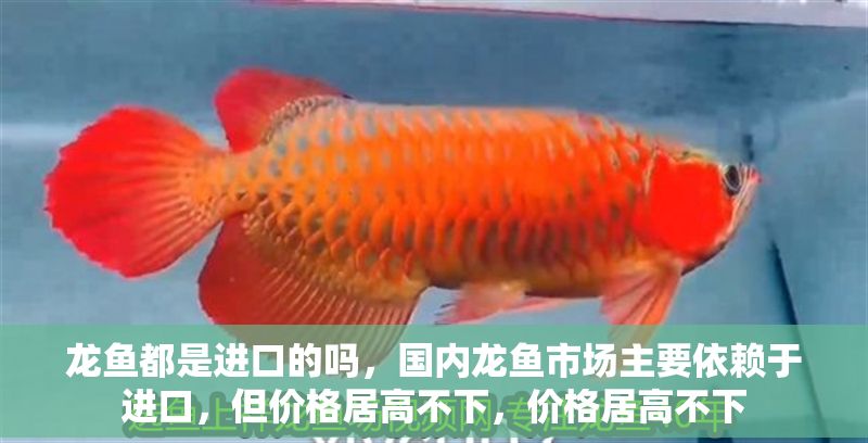 龍魚都是進口的嗎，國內(nèi)龍魚市場主要依賴于進口，但價格居高不下，價格居高不下