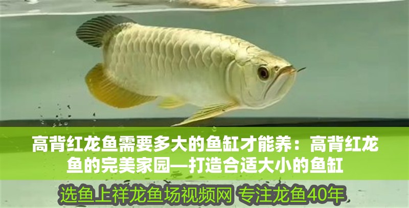 龍魚嘴巴爛了怎么治：治療龍魚嘴巴爛的關鍵在于確定爛嘴的原因并采取不同的治療方法