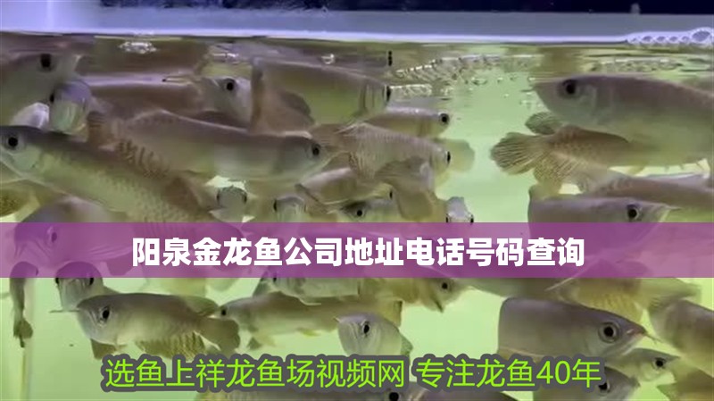 陽泉金龍魚公司地址電話號碼查詢 陽泉金龍魚公司地址電話號碼查詢 龍魚百科