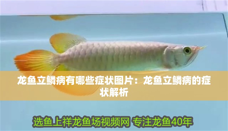 魚(yú)爛身病有哪些典型癥狀？