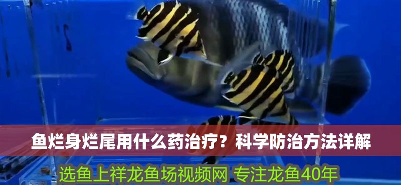 魚爛身爛尾用什么藥治療？科學防治方法詳解