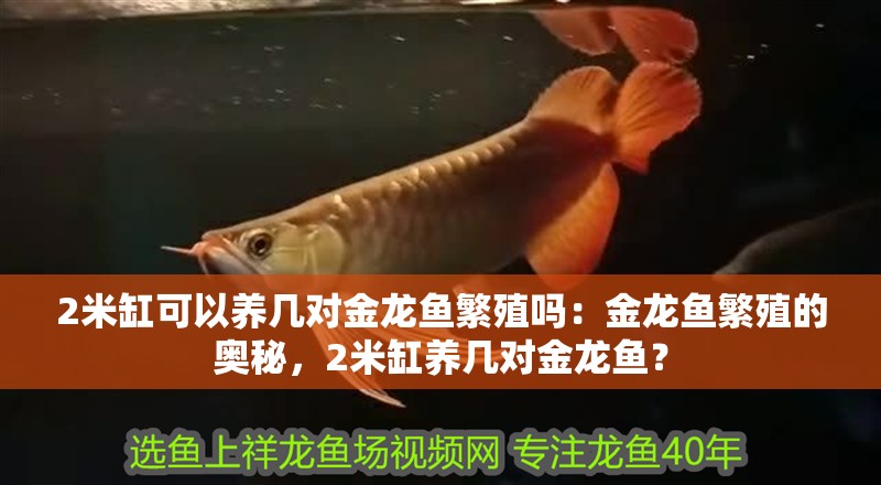 2米缸可以養幾對金龍魚繁殖嗎：金龍魚繁殖的奧秘，2米缸養幾對金龍魚？