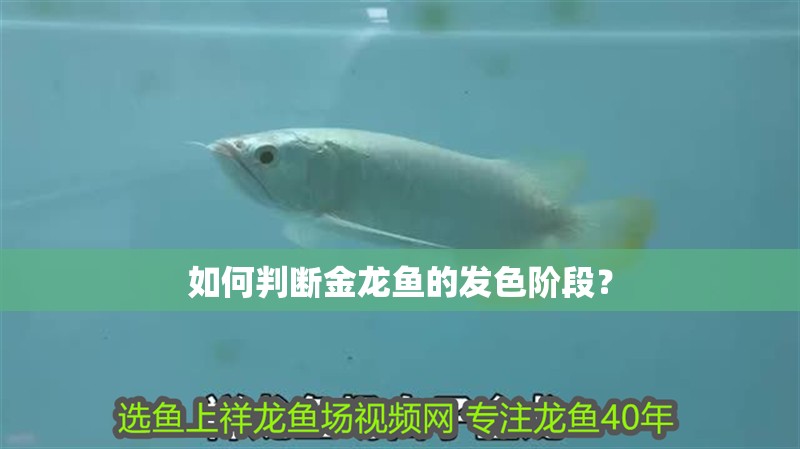如何判斷金龍魚的發色階段？