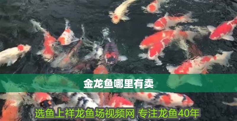 金龍魚哪里有賣