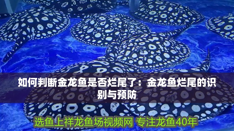 如何判斷金龍魚是否爛尾了：金龍魚爛尾的識(shí)別與預(yù)防
