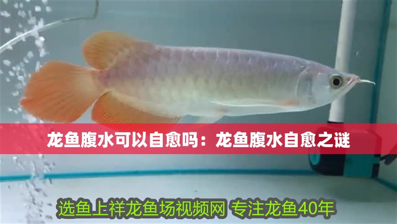 龍魚腹水可以自愈嗎：龍魚腹水自愈之謎