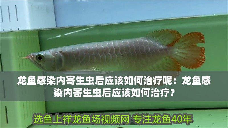 龍魚感染內寄生蟲后應該如何治療呢：龍魚感染內寄生蟲后應該如何治療？