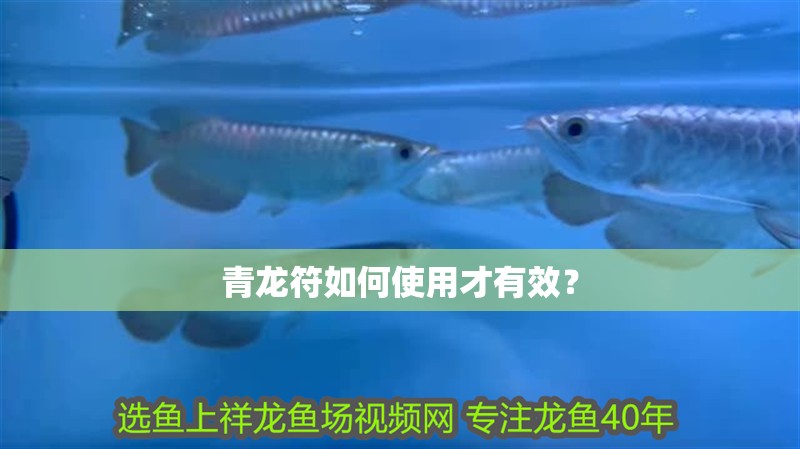 青龍符如何使用才有效？ 青龍符如何使用才有效？ 龍魚百科