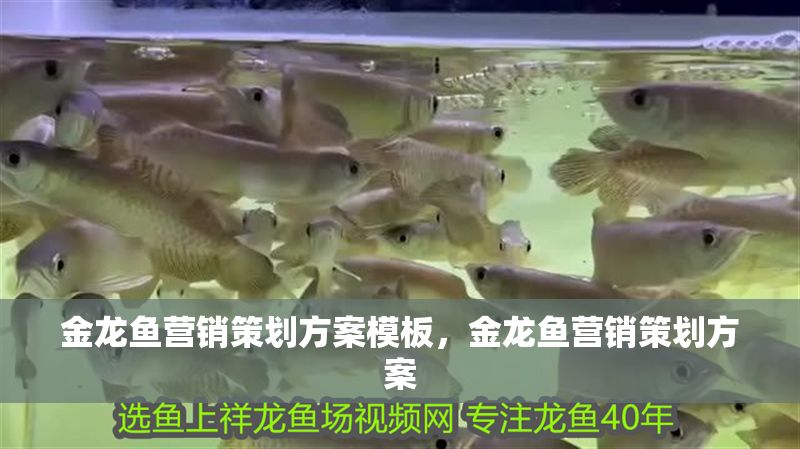金龍魚營銷策劃方案模板，金龍魚營銷策劃方案