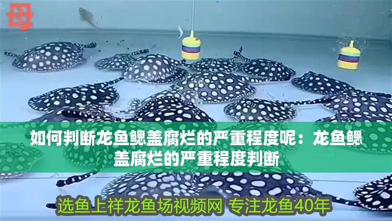 如何判斷龍魚鰓蓋腐爛的嚴重程度呢：龍魚鰓蓋腐爛的嚴重程度判斷