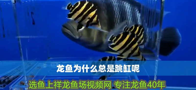 魚缸用增氧泵價格是多少:魚缸增氧機-xtrac增氧機-xtrac增氧機 龍魚為什么總是跳缸呢 龍魚百科 龍魚為什么總是跳缸呢 龍魚為什么總是跳缸呢 龍魚百科