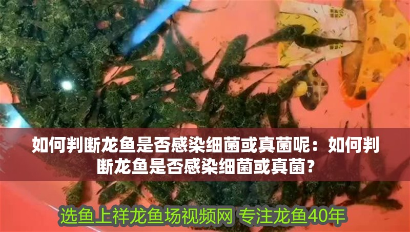 如何判斷龍魚是否感染細菌或真菌呢：如何判斷龍魚是否感染細菌或真菌？