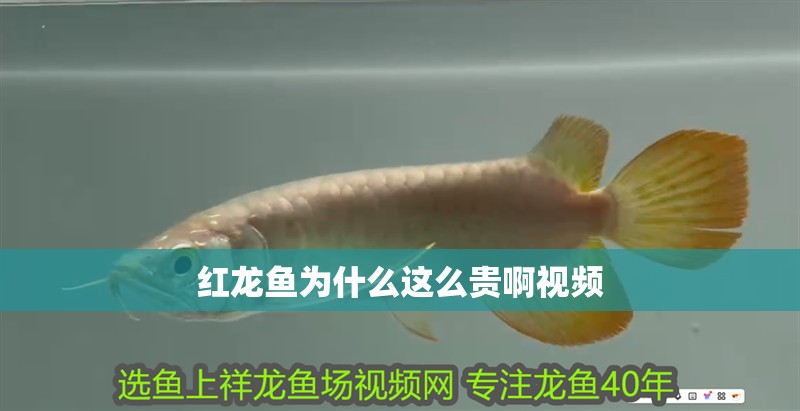 紅龍魚為什么這么貴啊視頻 紅龍魚為什么這么貴啊視頻 龍魚百科