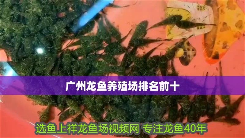 廣州龍魚養(yǎng)殖場排名前十