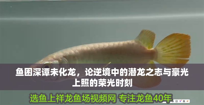 魚困深譚未化龍，論逆境中的潛龍之志與豪光上照的榮光時刻