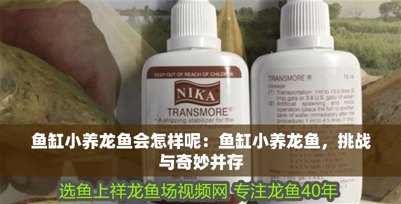 魚缸小養(yǎng)龍魚會怎樣呢：魚缸小養(yǎng)龍魚，挑戰(zhàn)與奇妙并存