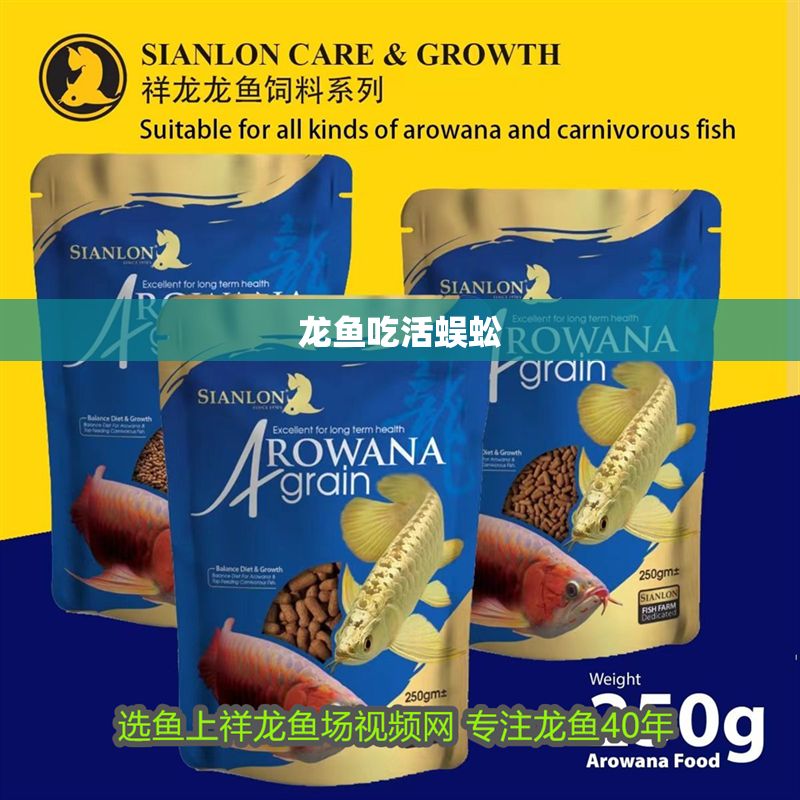 龍魚吃活蜈蚣