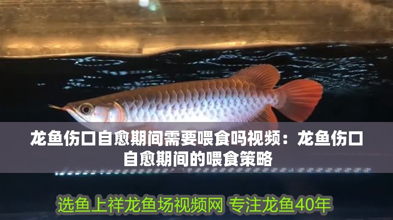 龍魚傷口自愈期間需要喂食嗎視頻：龍魚傷口自愈期間的喂食策略