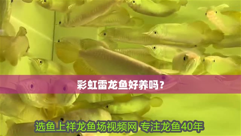 彩虹雷龍魚好養(yǎng)嗎？