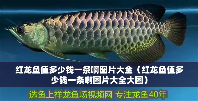 紅龍魚值多少錢一條啊圖片大全（紅龍魚值多少錢一條啊圖片大全大圖）