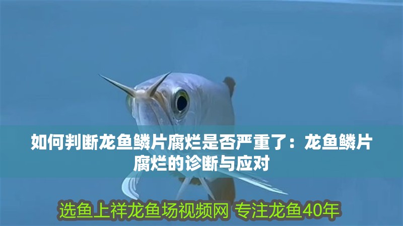 魚(yú)缸用增氧泵價(jià)格是多少:魚(yú)缸增氧機(jī)-xtrac增氧機(jī)-xtrac增氧機(jī) 如何判斷龍魚(yú)鱗片腐爛是否嚴(yán)重了:龍魚(yú)鱗片腐爛的診斷與應(yīng)對(duì) 水族問(wèn)答 如何判斷龍魚(yú)鱗片腐爛是否嚴(yán)重了:龍魚(yú)鱗片腐爛的診斷與應(yīng)對(duì) 如何判斷龍魚(yú)鱗片腐爛是否嚴(yán)重了:龍魚(yú)鱗片腐爛的診斷與應(yīng)對(duì) 水族問(wèn)答