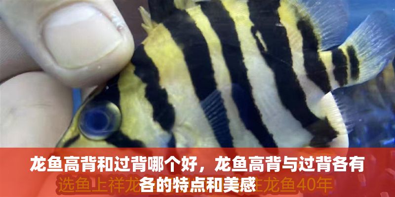 龍魚高背和過背哪個好，龍魚高背與過背各有各的特點和美感