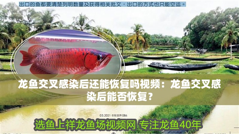 龍魚交叉感染后還能恢復嗎視頻：龍魚交叉感染后能否恢復？