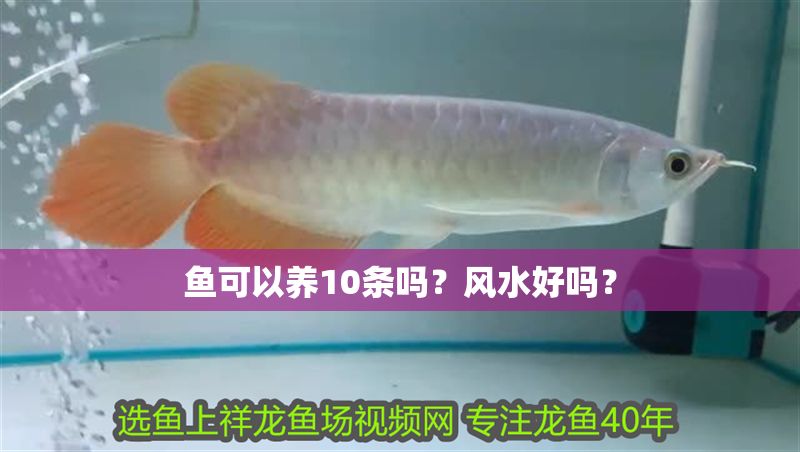 魚可以養(yǎng)10條嗎？風(fēng)水好嗎？