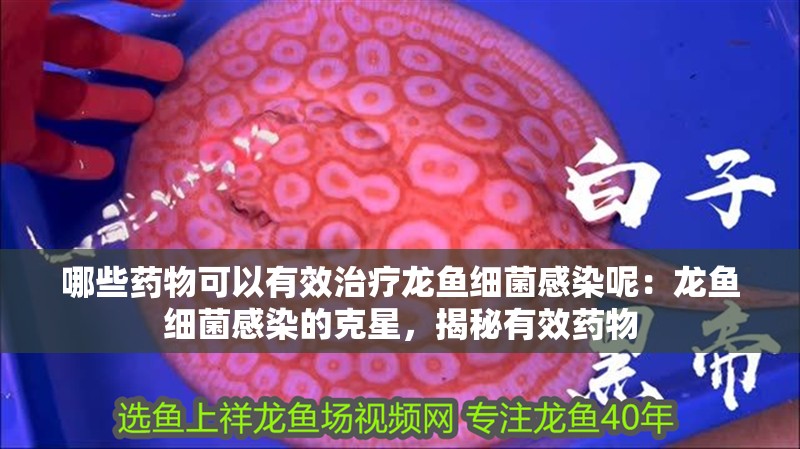 哪些藥物可以有效治療龍魚細菌感染呢：龍魚細菌感染的克星，揭秘有效藥物