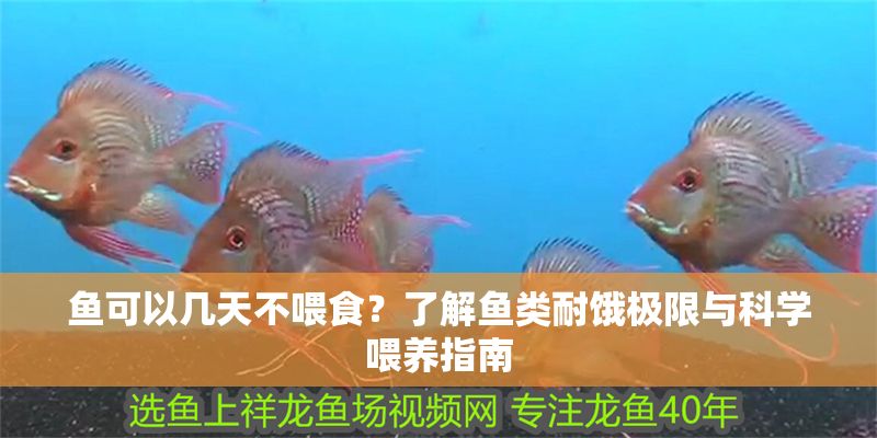 魚可以幾天不喂食？了解魚類耐餓極限與科學喂養指南