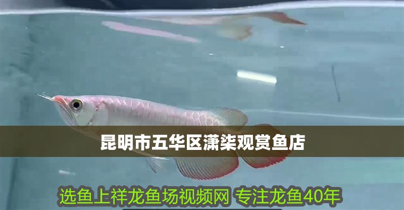 昆明市五華區瀟柒觀賞魚店