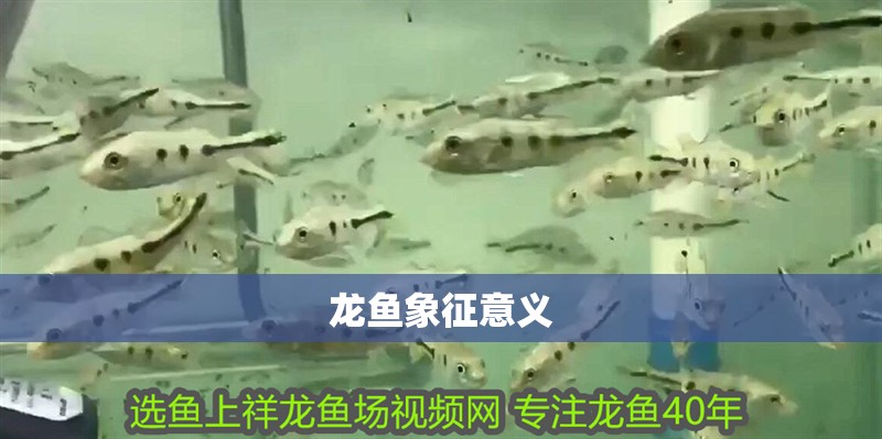 龍魚象征意義