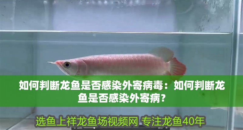 如何判斷龍魚是否感染外寄病毒：如何判斷龍魚是否感染外寄病？