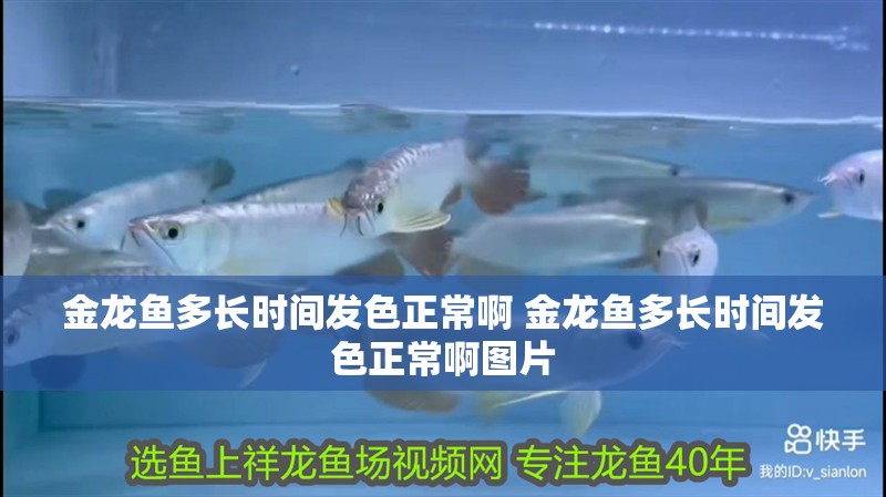 金龍魚多長時間發色正常啊 金龍魚多長時間發色正常啊圖片