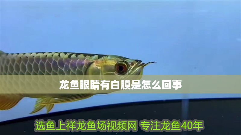 龍魚眼睛有白膜是怎么回事 龍魚眼睛有白膜是怎么回事 龍魚百科