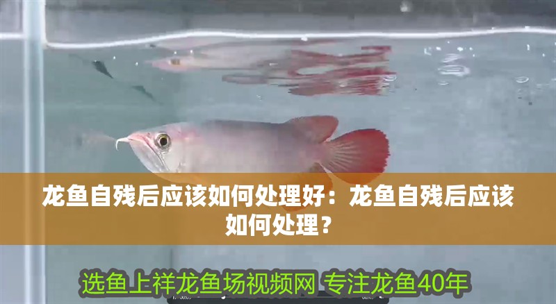 龍魚自殘后應(yīng)該如何處理好：龍魚自殘后應(yīng)該如何處理？