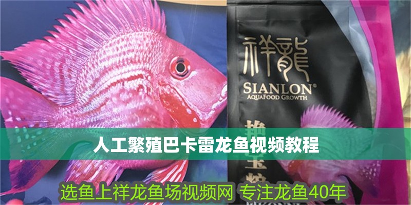 人工繁殖巴卡雷龍魚視頻教程