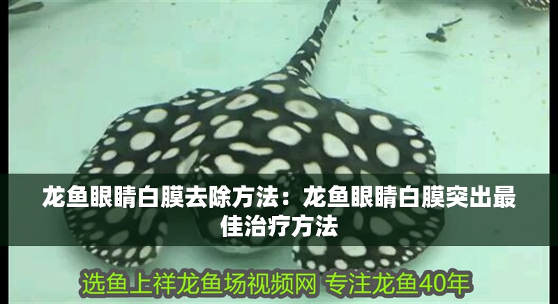 龍魚眼睛白膜去除方法：龍魚眼睛白膜突出最佳治療方法 龍魚眼睛白膜去除方法：龍魚眼睛白膜突出最佳治療方法 水族問答