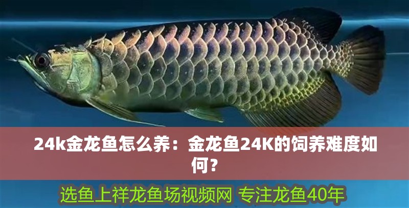24k金龍魚怎么養：金龍魚24K的飼養難度如何？