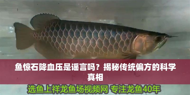 魚驚石降血壓是謠言嗎？揭秘傳統偏方的科學真相