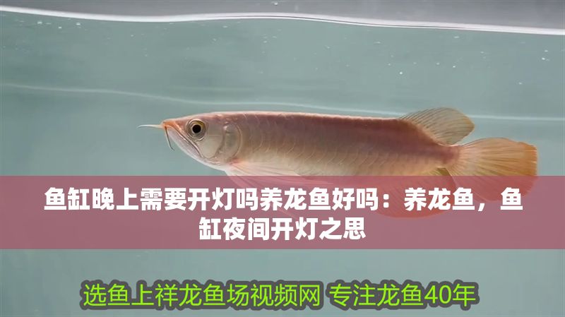 魚缸晚上需要開燈嗎養龍魚好嗎：養龍魚，魚缸夜間開燈之思