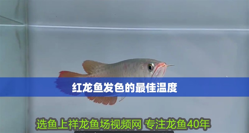 喂龍魚的蟲子是什么樣的呢：喂養龍魚的蟲子是什么樣的