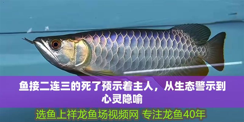魚接二連三的死了預示著主人，從生態警示到心靈隱喻 魚接二連三的死了預示著主人，從生態警示到心靈隱喻 龍魚百科 第1張