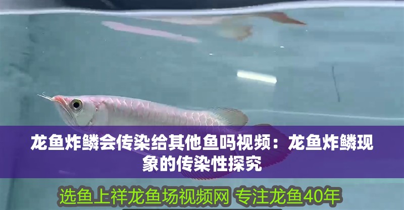 龍魚炸鱗會傳染給其他魚嗎視頻：龍魚炸鱗現象的傳染性探究