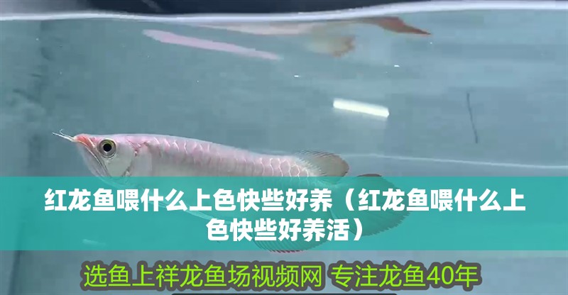 紅龍魚喂什么上色快些好養（紅龍魚喂什么上色快些好養活）
