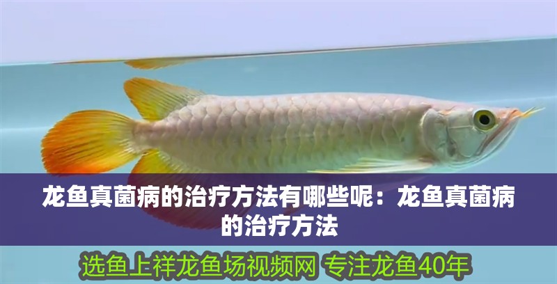 龍魚真菌病的治療方法有哪些呢：龍魚真菌病的治療方法